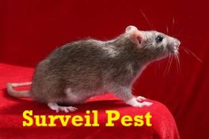 Rats Control in kenya