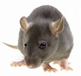 Rats Control