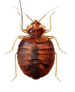 Bed Bugs Control Services in Kenya