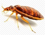 Bed bugs control