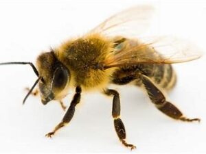 Bees Control Services in Kenya