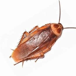 cockroach control in Kenya