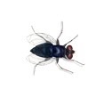 flies control services in kenya