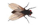 Flies Control in Kenya
