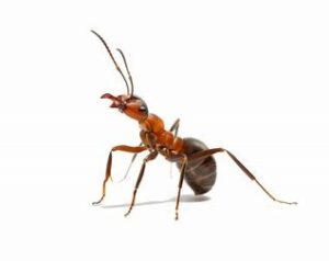 Ants Control Services in Kenya. Get trusted Ants Control Services in Kenya from your pest control mavens. Ants Control Services in Kenya.