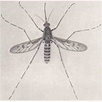 mosquito control services in kenya
