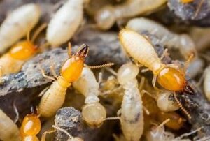 Termite Control